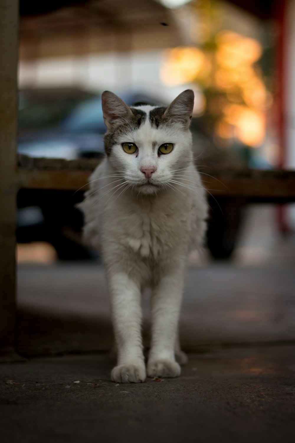 a cat sitting on a sidewalk