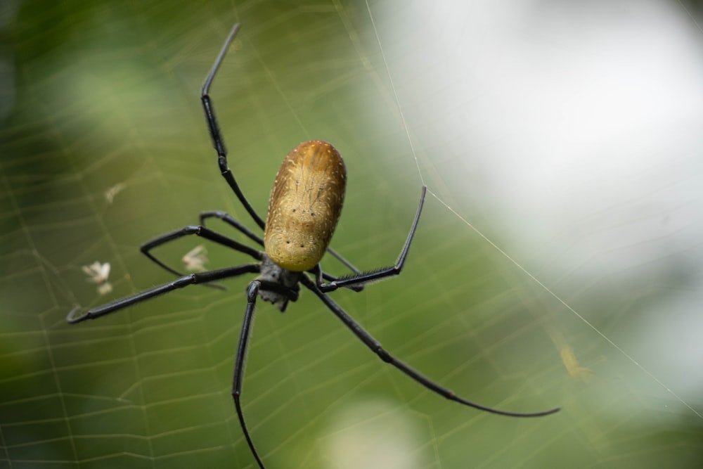 a spider on a web