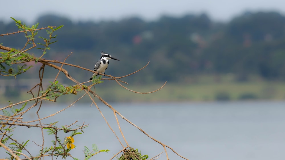 a bird sitting on a branch