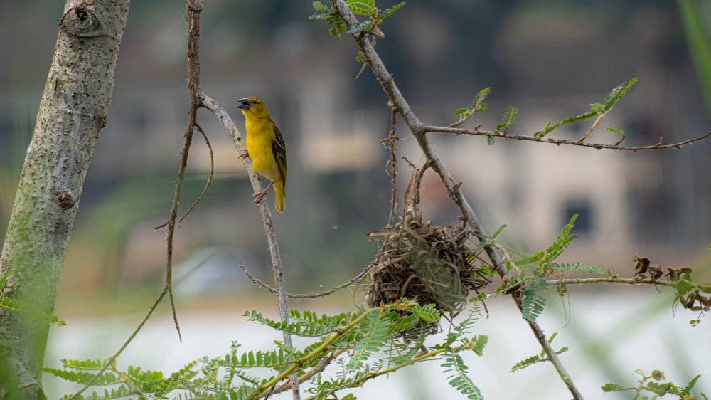 a bird perched on a branch