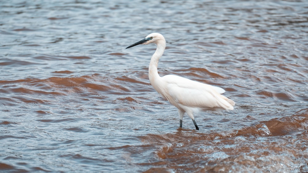 um pássaro em pé na água