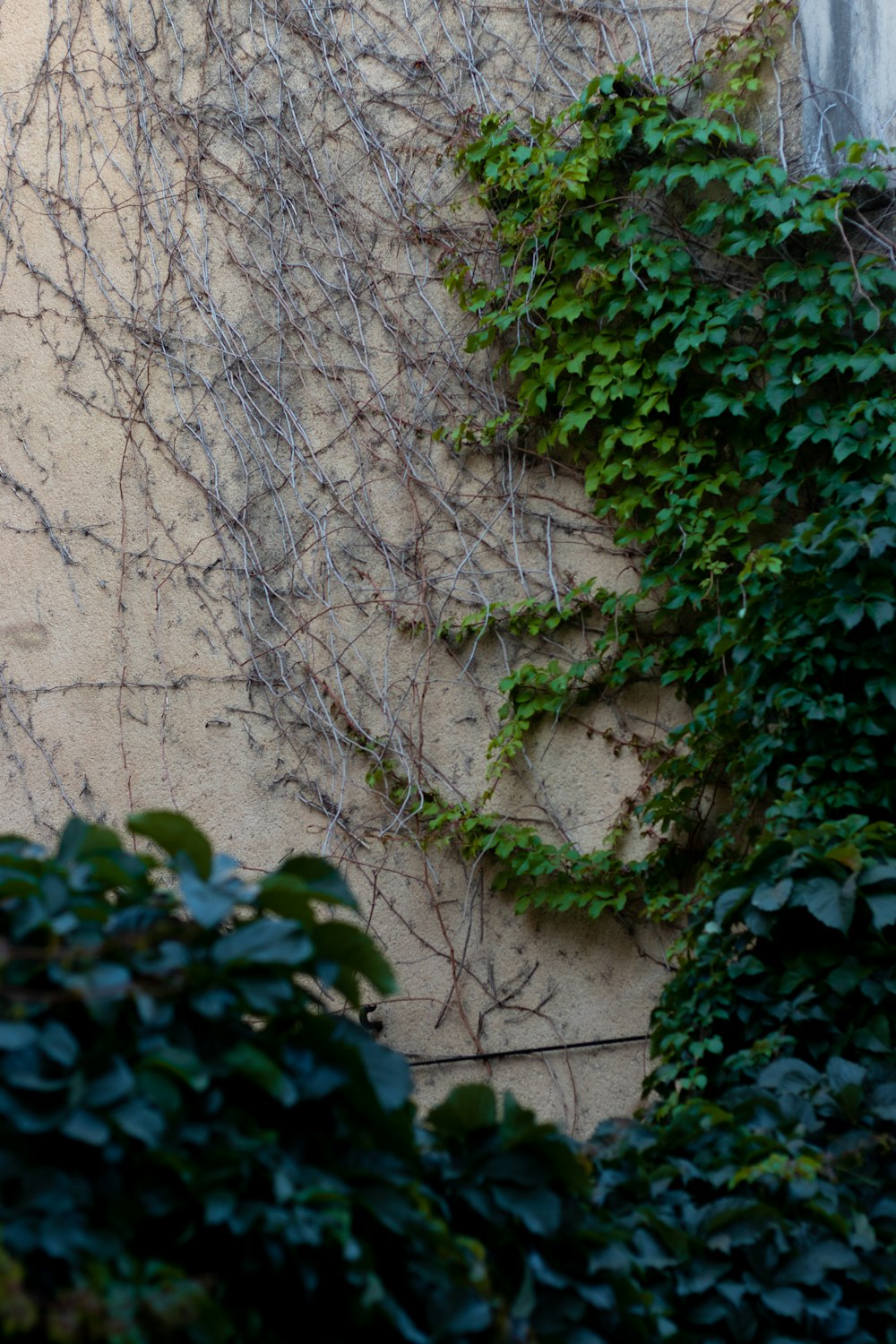 a wall with plants growing on it