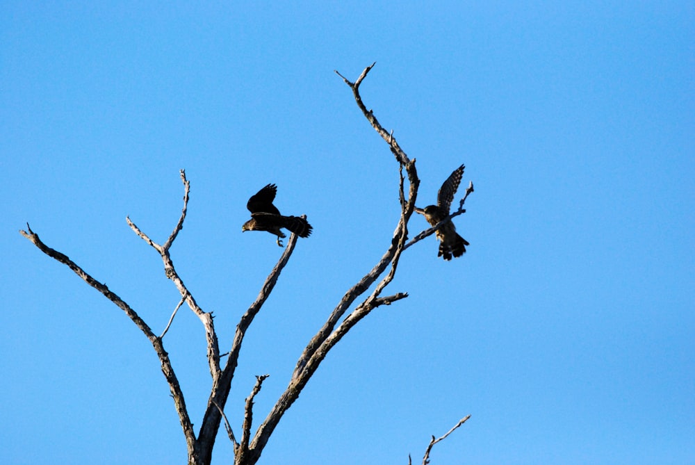 a bird sitting on a tree branch