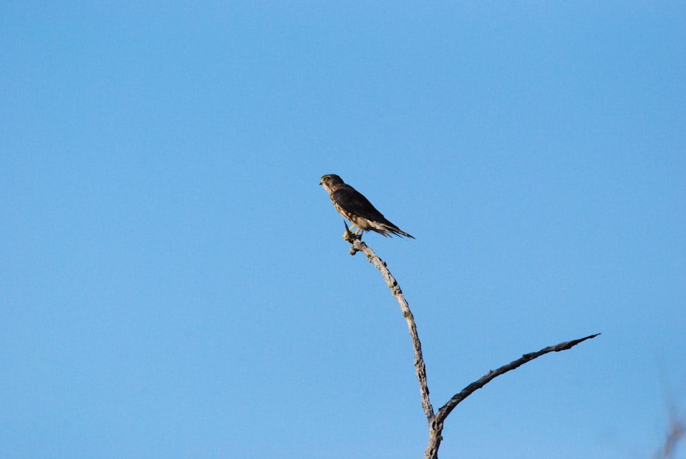 a bird sits on a branch