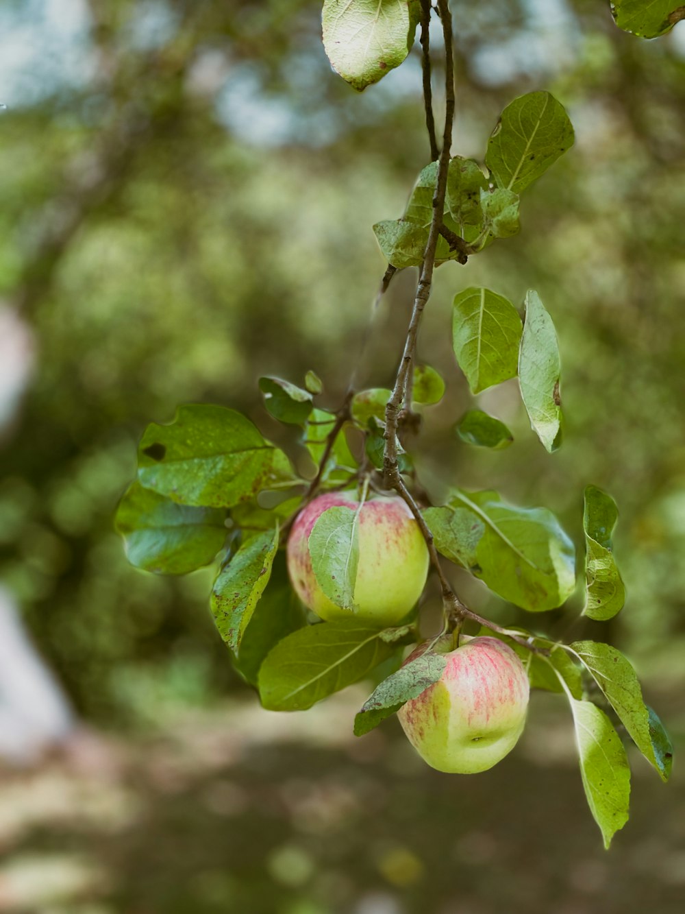 a close-up of some apples