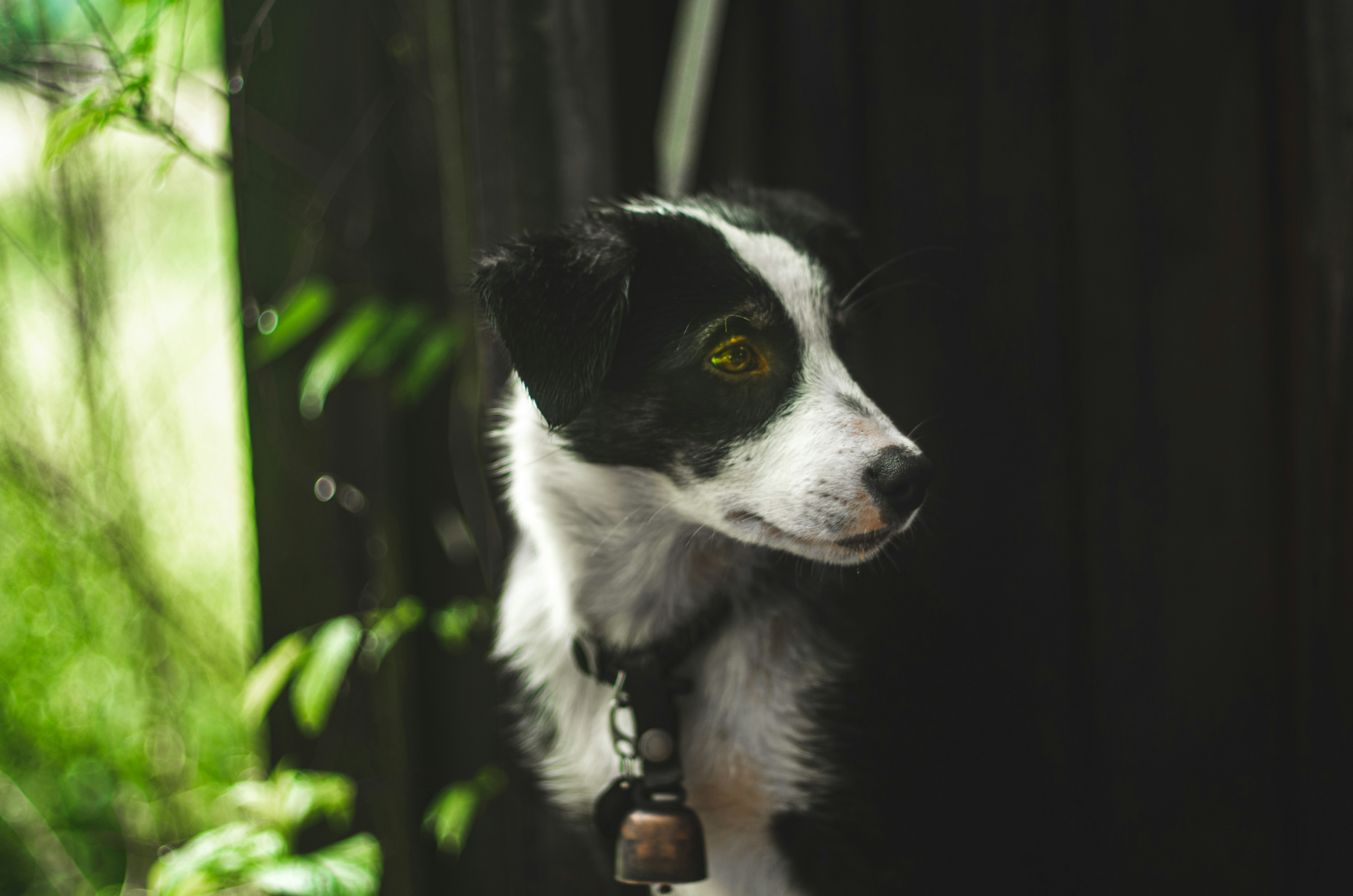 border collie chihuahua mix