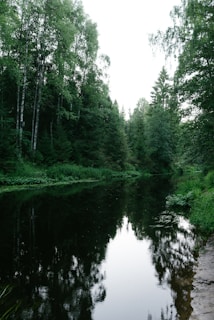 a body of water surrounded by trees
