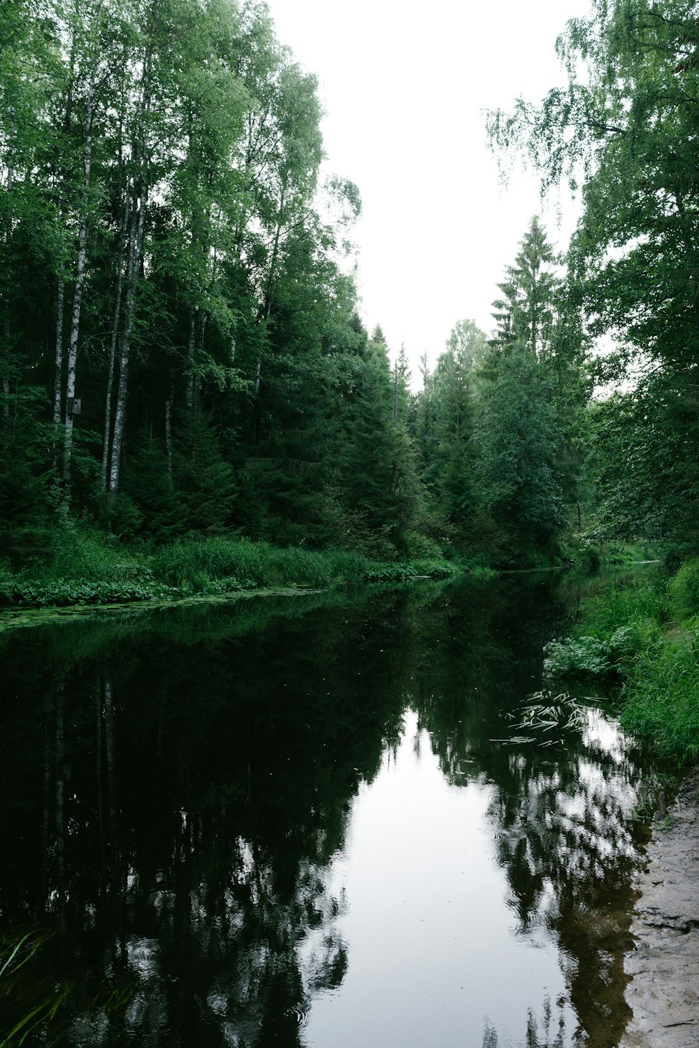 a body of water surrounded by trees