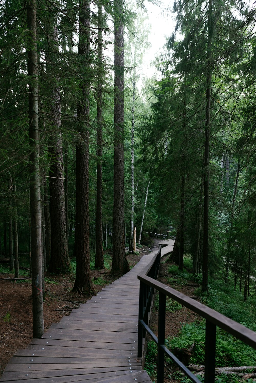 a wooden bridge in a forest