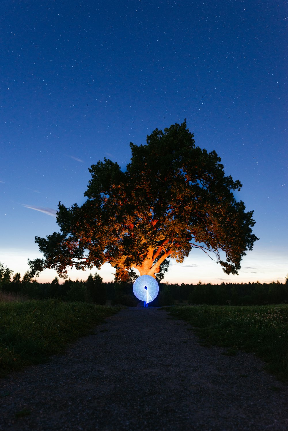 a tree with a globe in the middle of it