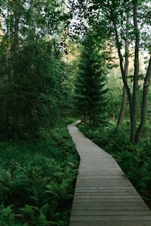 a wooden walkway through a forest