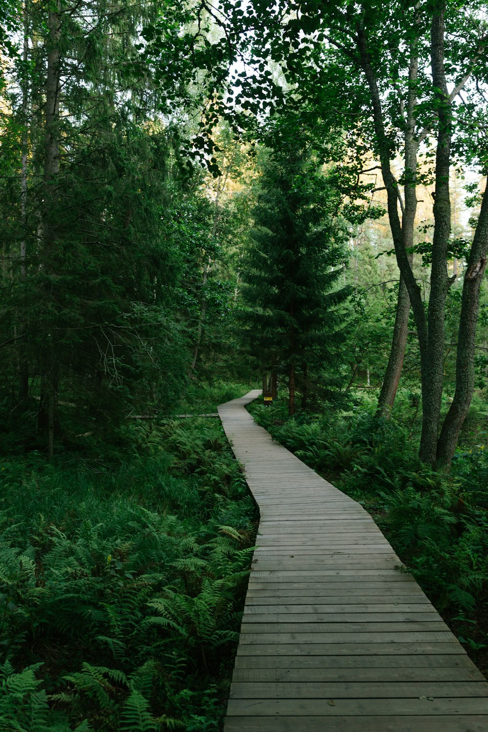 une passerelle en bois à travers une forêt