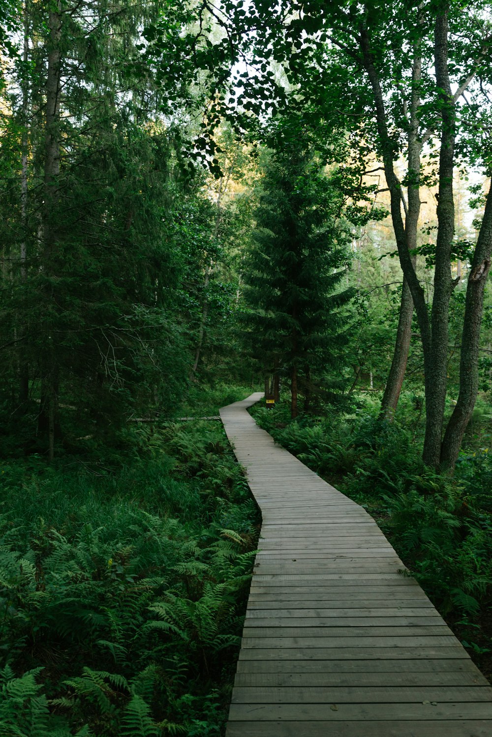 a wooden walkway through a forest