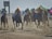 A group of jockeys in colorful uniforms and helmets are riding horses at full speed on a dirt racetrack. The horses are kicking up dust as they race forward, surrounded by a cloud of dust. In the background, a structure and tents are visible under a clear sky.