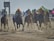 A group of jockeys in colorful uniforms and helmets are riding horses at full speed on a dirt racetrack. The horses are kicking up dust as they race forward, surrounded by a cloud of dust. In the background, a structure and tents are visible under a clear sky.