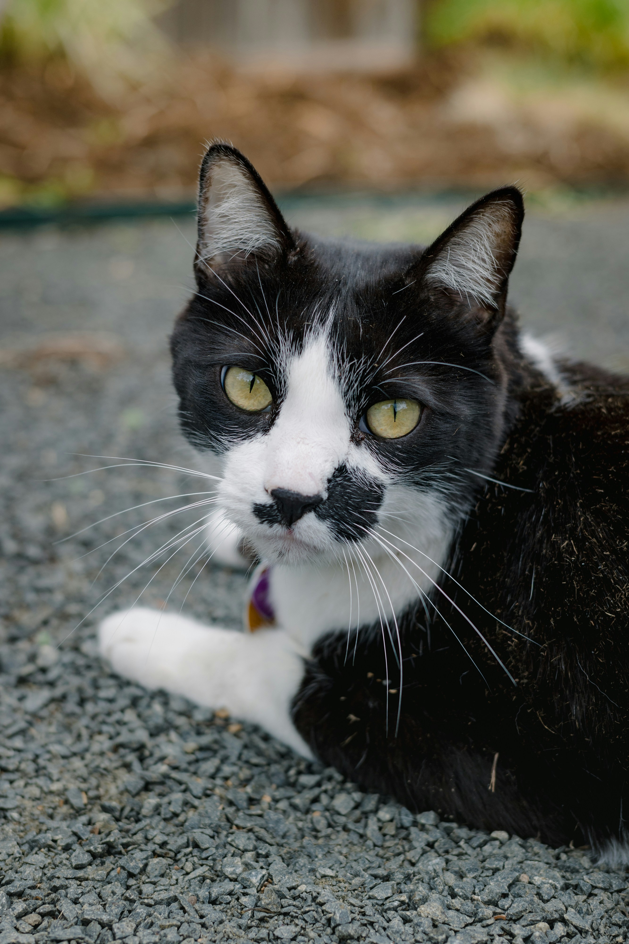 um gato preto e branco