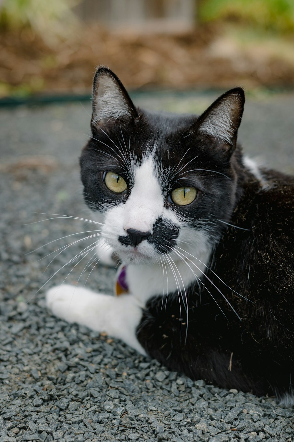 a black and white cat