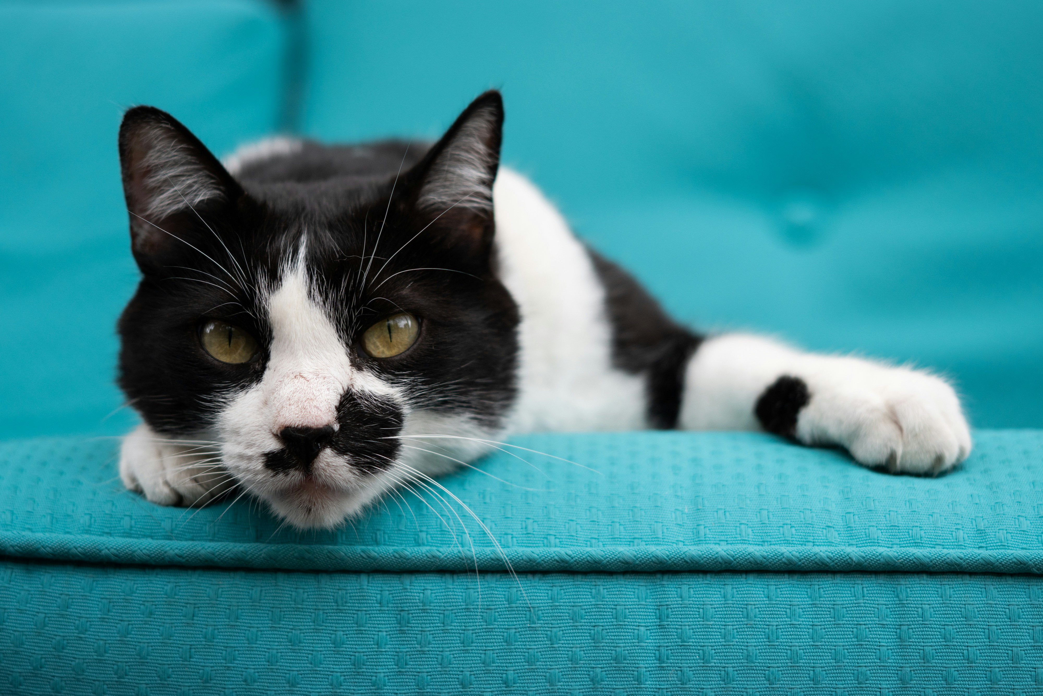 um gato deitado em um sofá