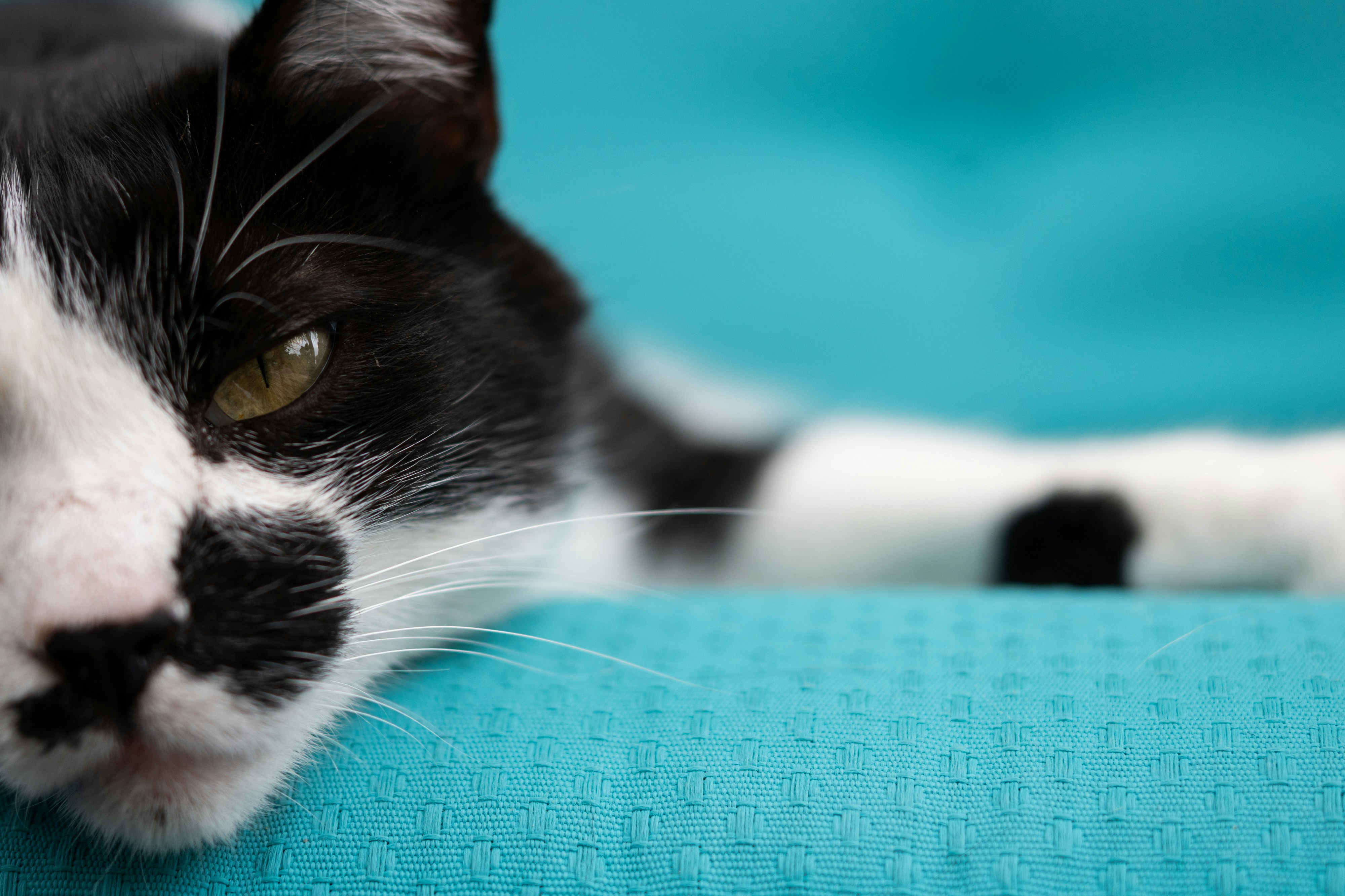 um gato deitado em uma cama