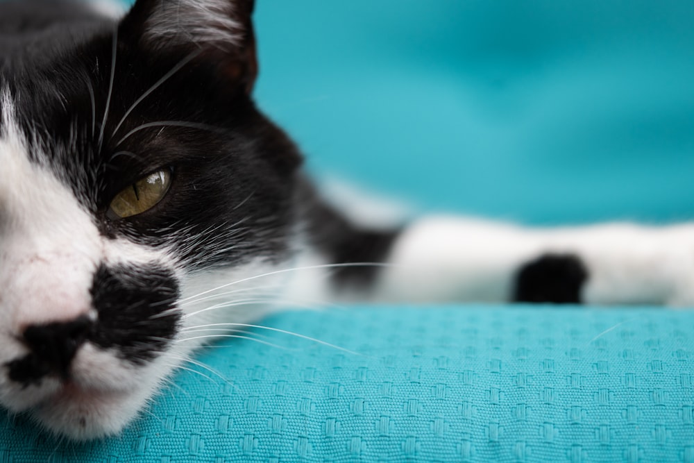 a cat lying on a bed