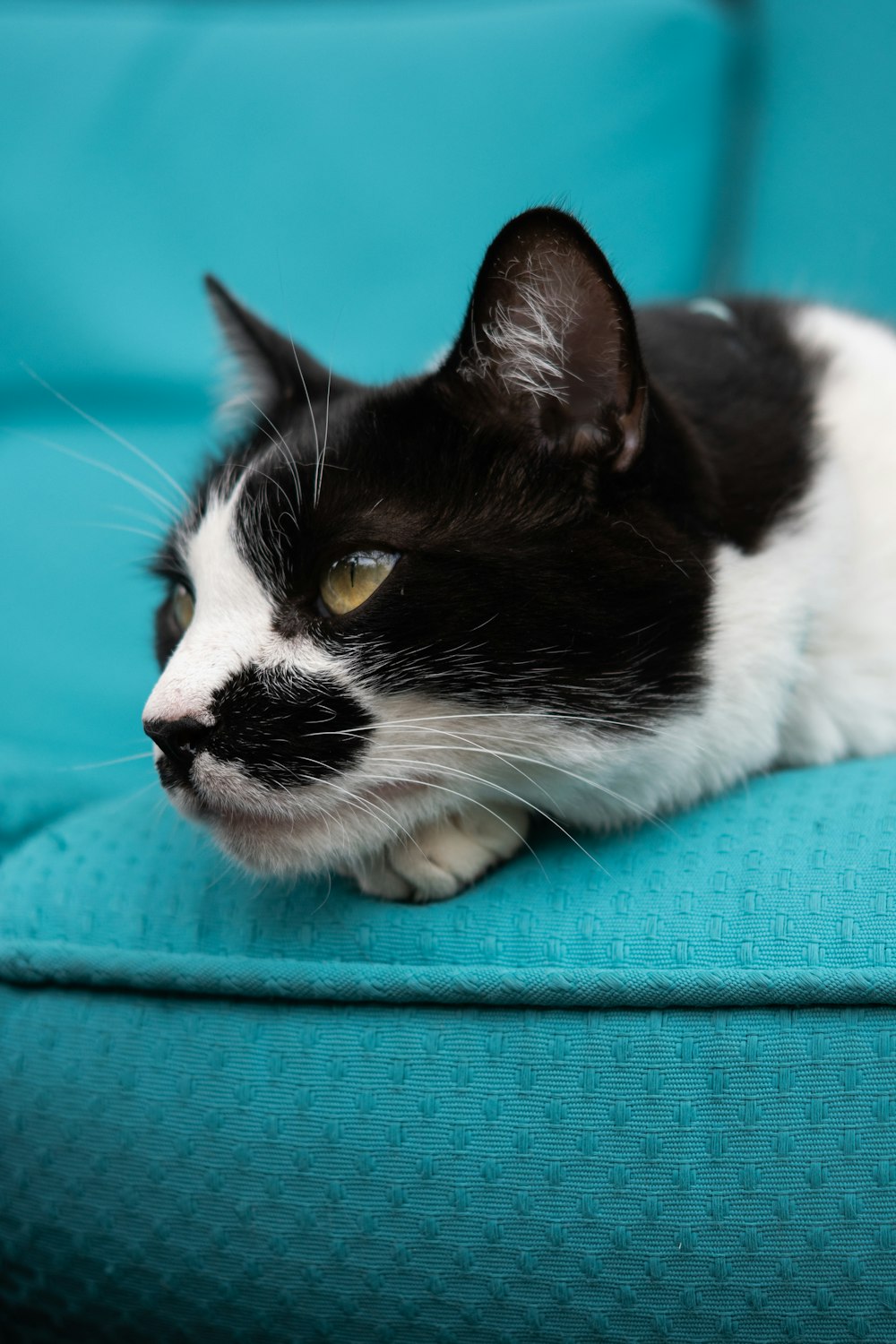 a cat lying on a blue surface