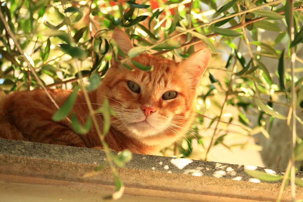 a cat lying on a ledge