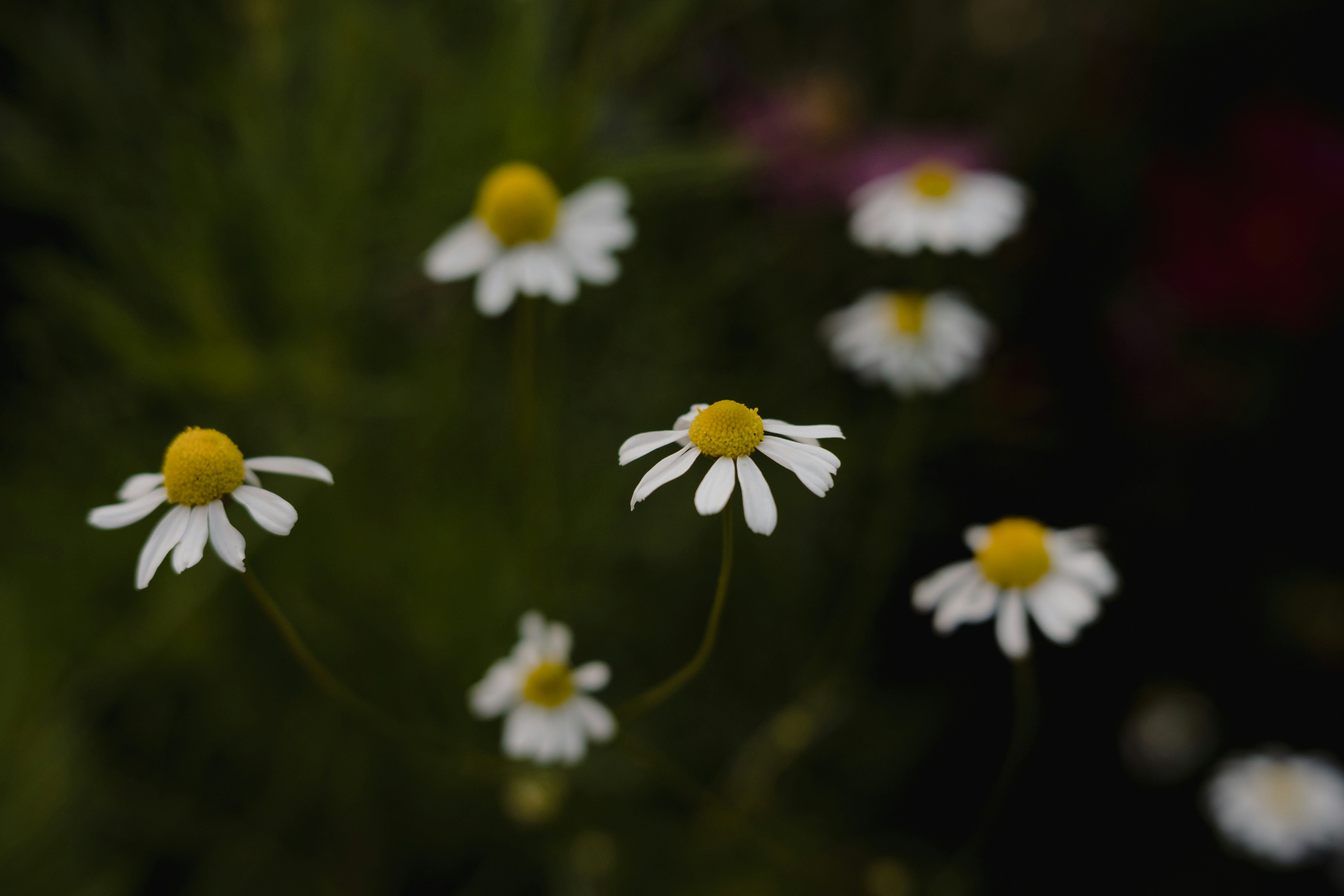 Photo by missmeg_mac