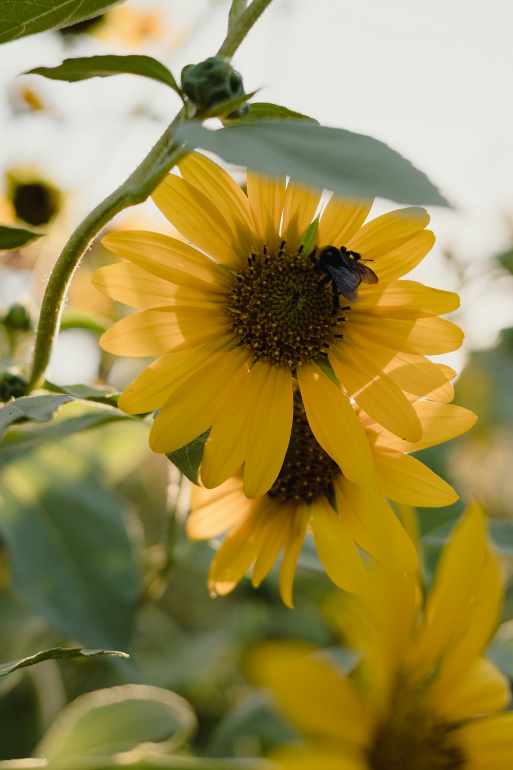 a bee on a yellow flower