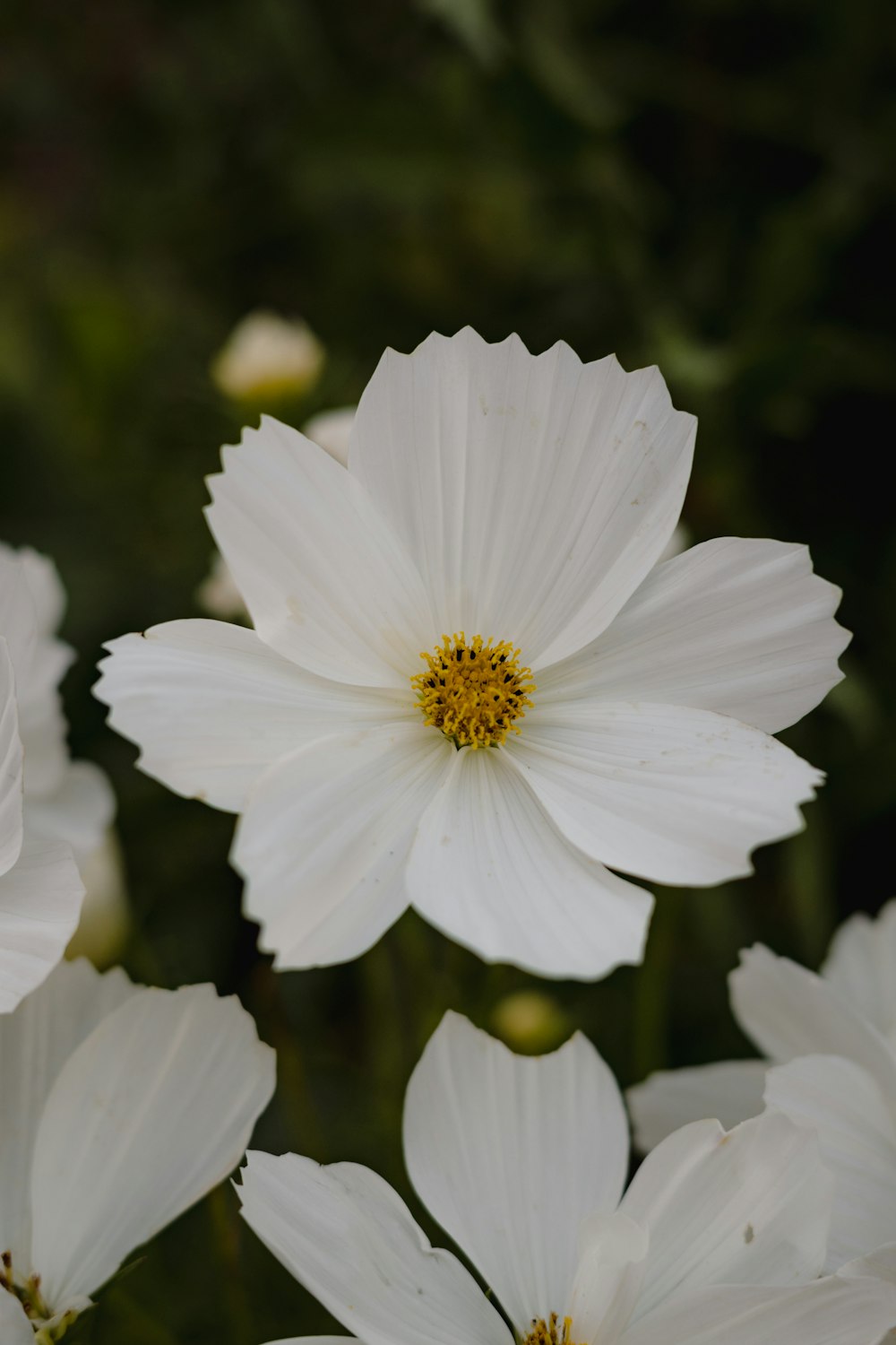 a close up of a white flower