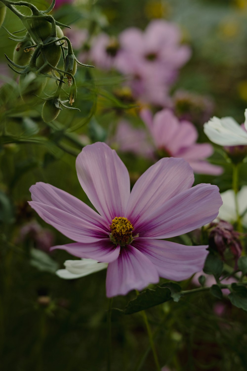 a bee on a flower