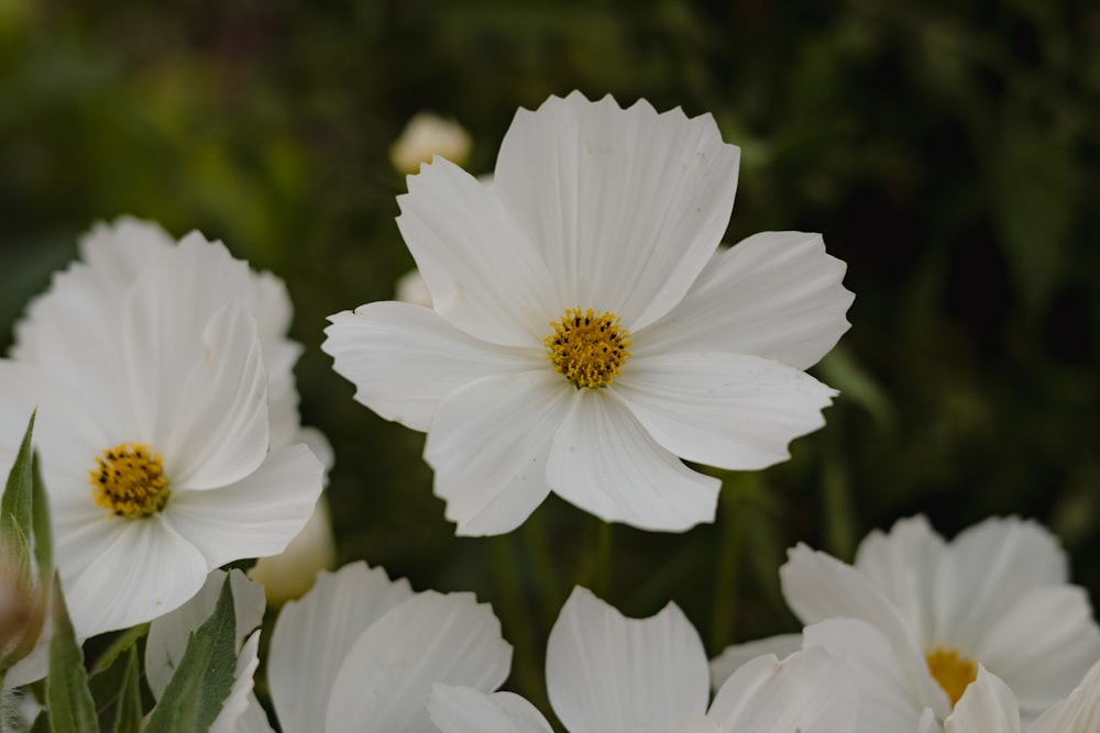 a group of white flowers