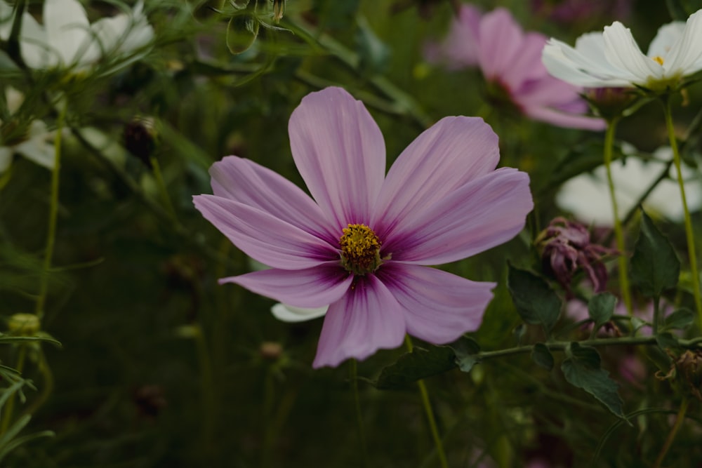 a purple flower with yellow center