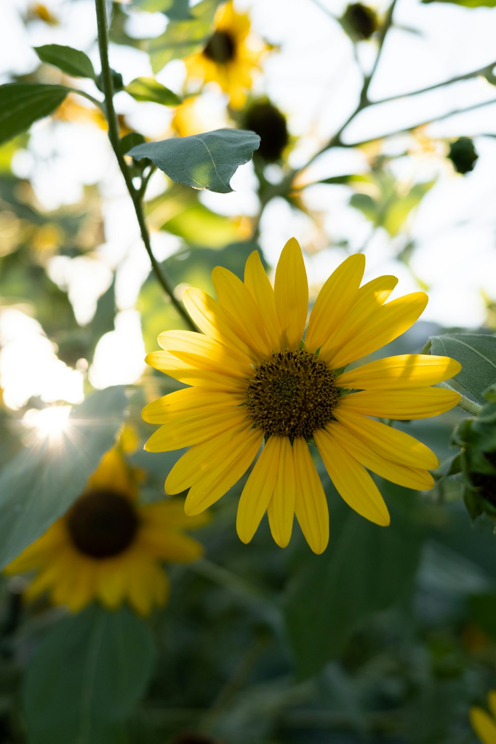 a yellow flower with a black center