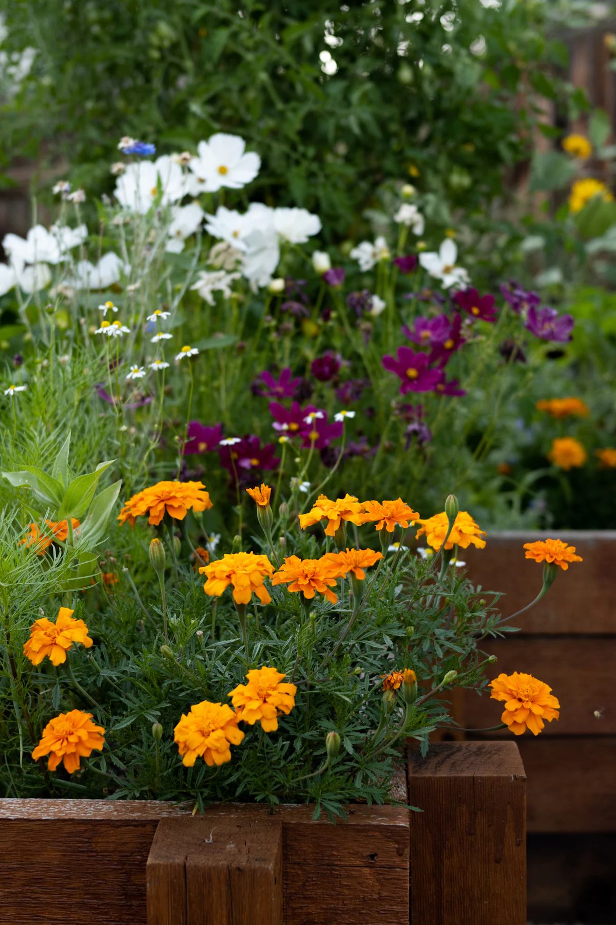 A lush residential garden with mixed planting and flower borders
