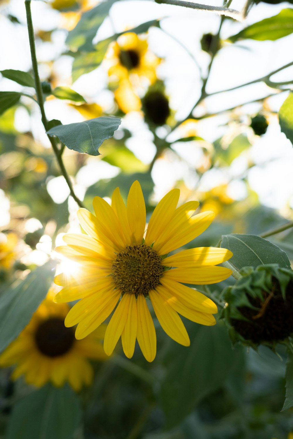 a yellow flower with green leaves