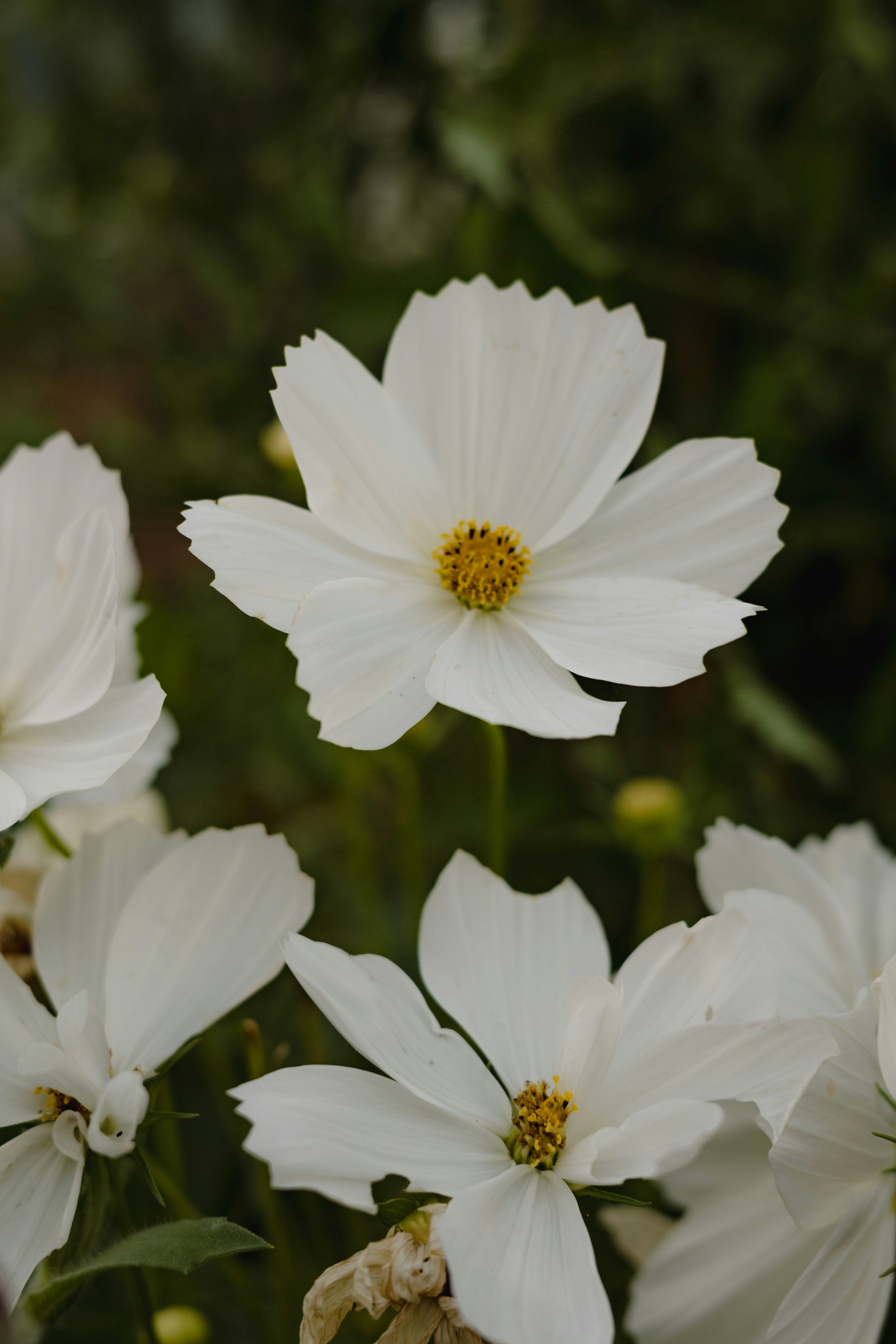 Photo by missmeg_mac