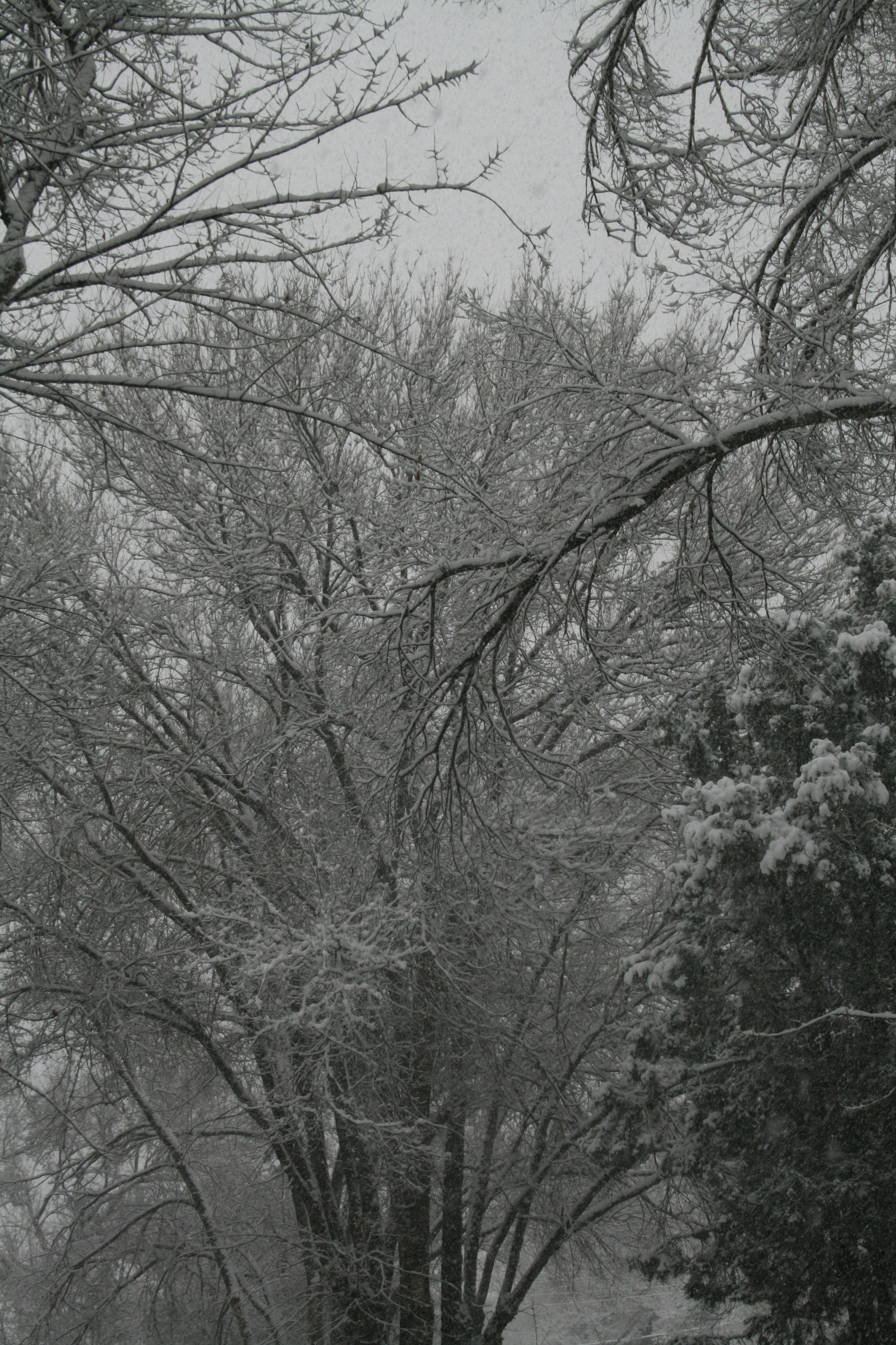 Photo by crystalwizard