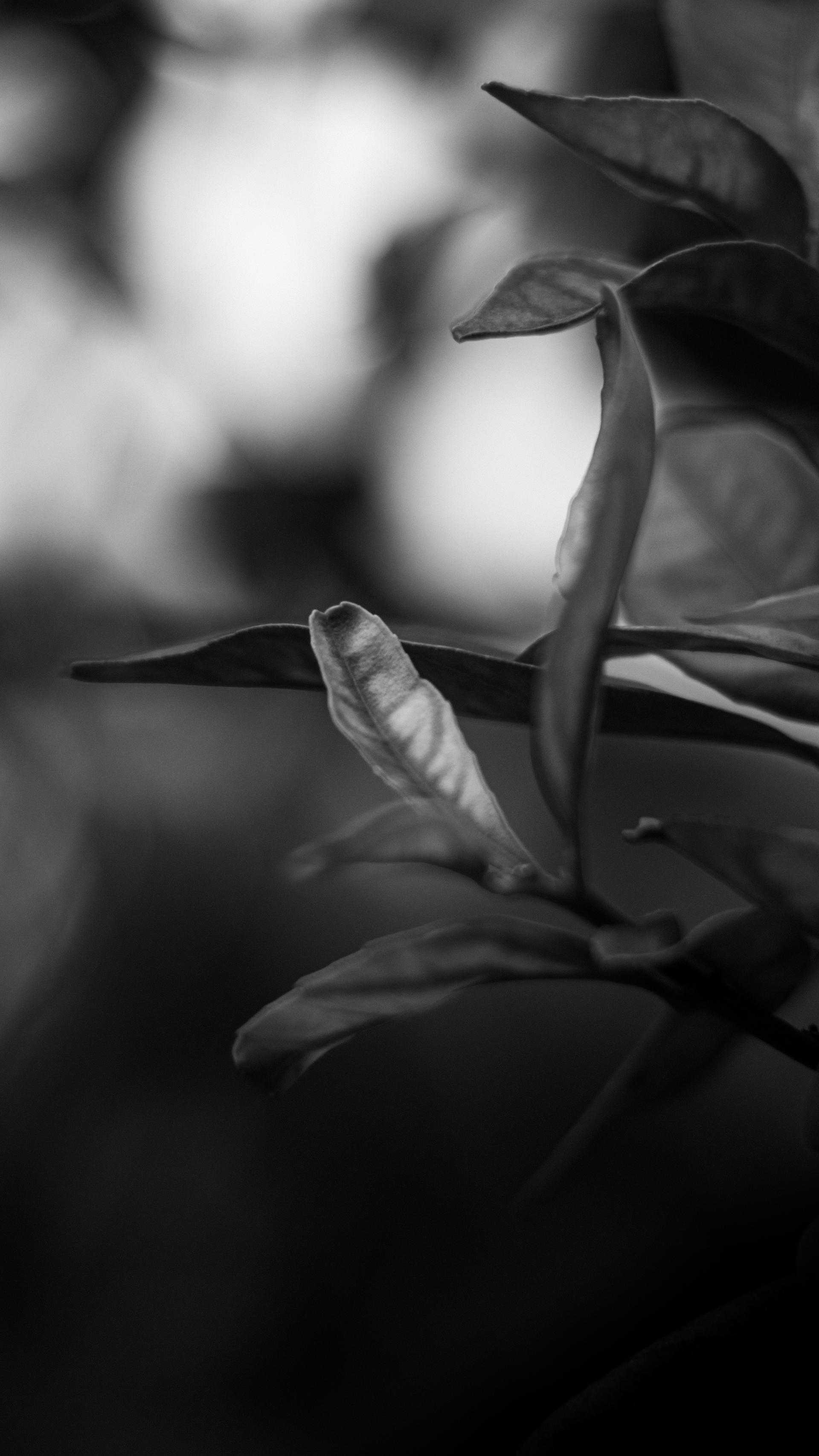 a close up of a plant