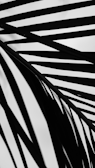 Black silhouetted lines, resembling palm fronds or abstract patterns, are contrasted against a white background, creating a minimalist and modern aesthetic.