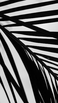 Black silhouetted lines, resembling palm fronds or abstract patterns, are contrasted against a white background, creating a minimalist and modern aesthetic.