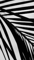 Black silhouetted lines, resembling palm fronds or abstract patterns, are contrasted against a white background, creating a minimalist and modern aesthetic.