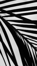 Black silhouetted lines, resembling palm fronds or abstract patterns, are contrasted against a white background, creating a minimalist and modern aesthetic.