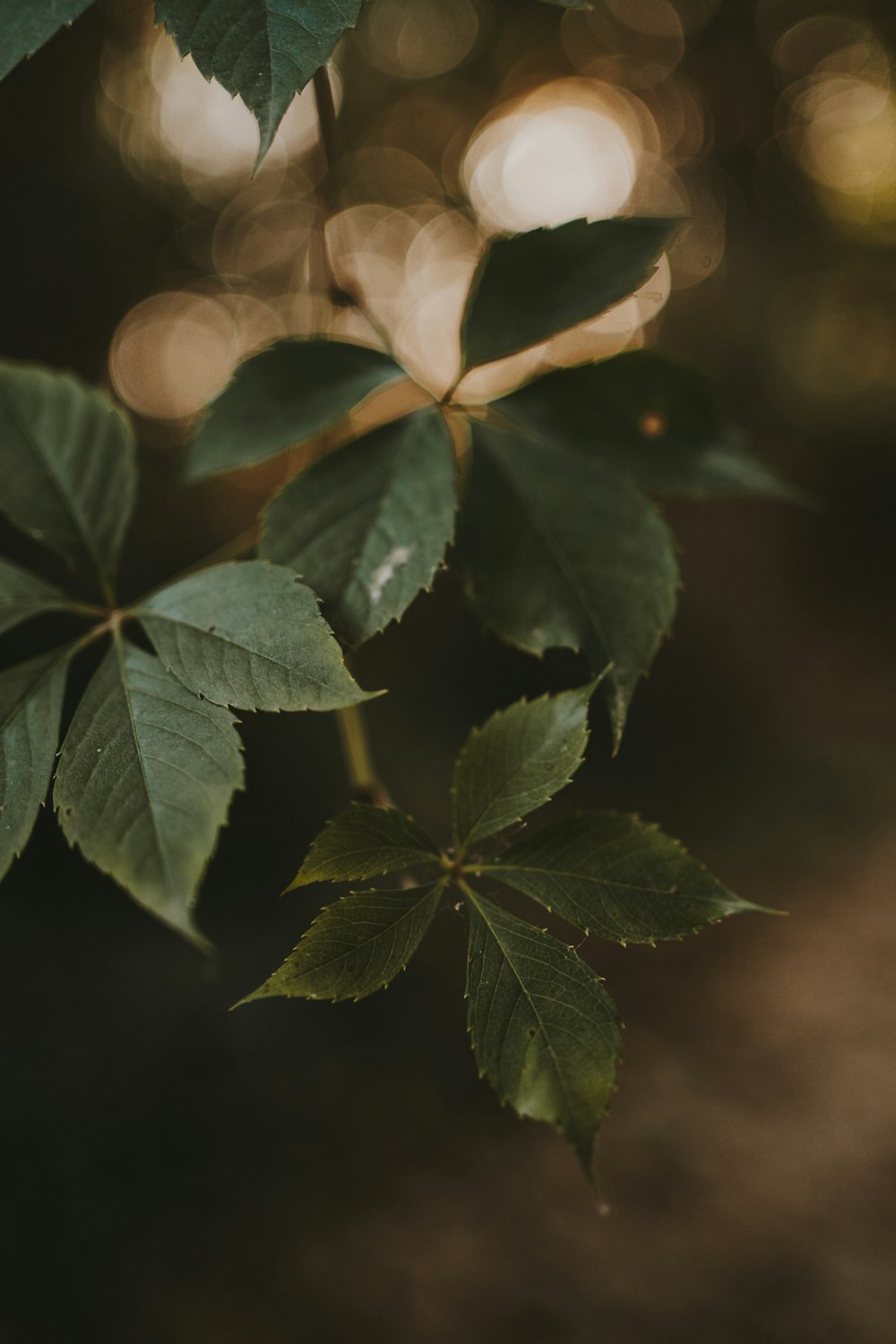 a close up of a plant