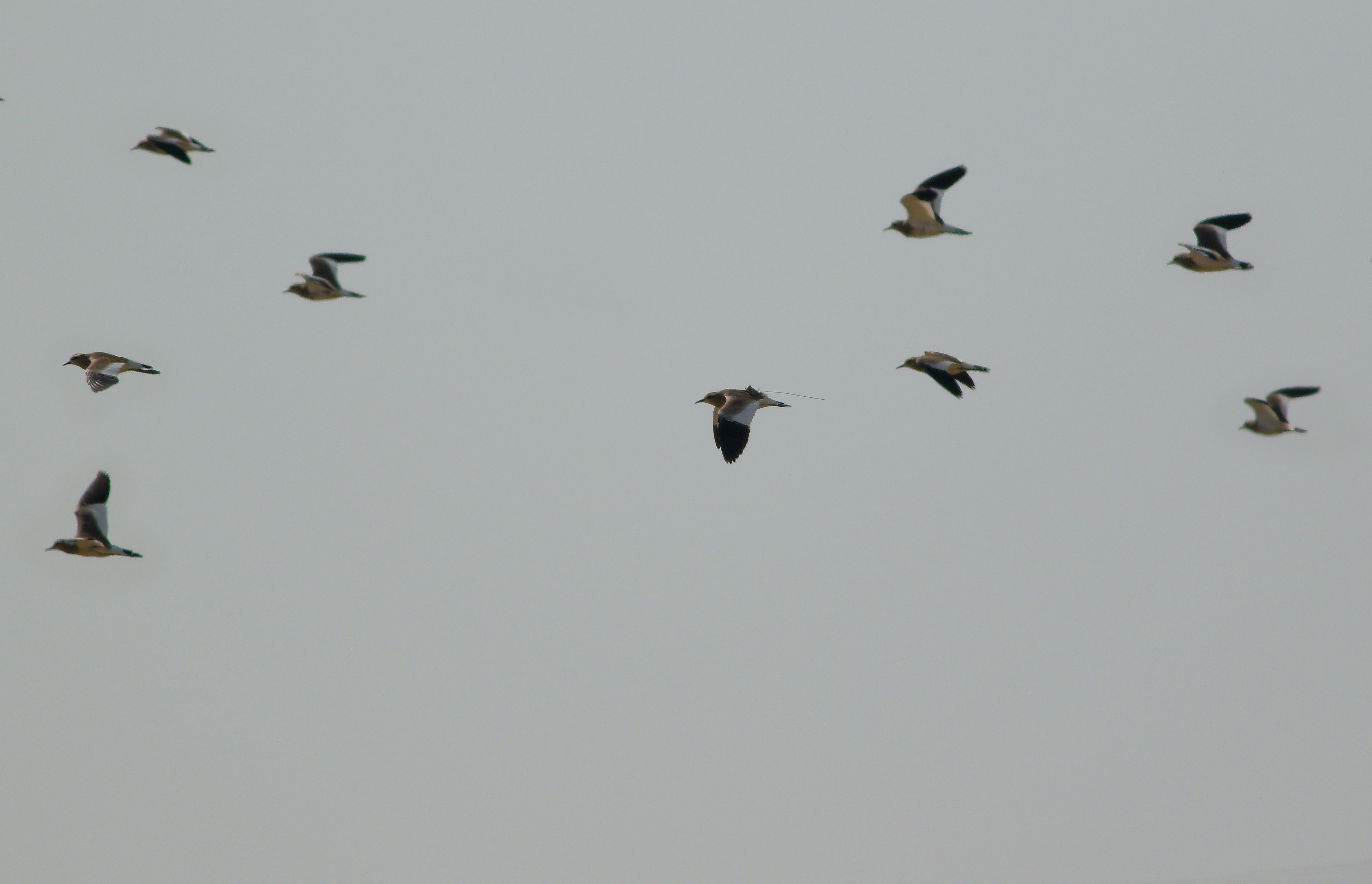 Photo by adeel1gujar2326