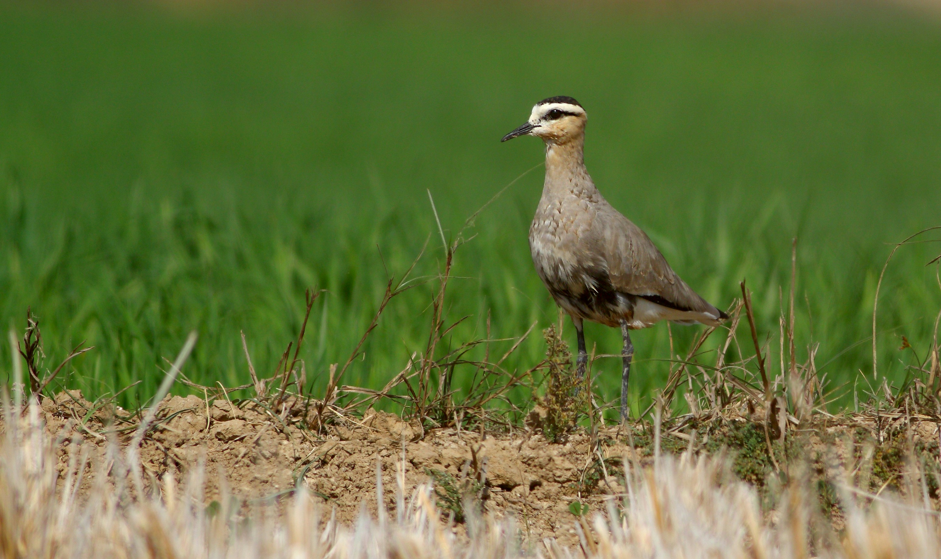 Photo by adeel1gujar2326