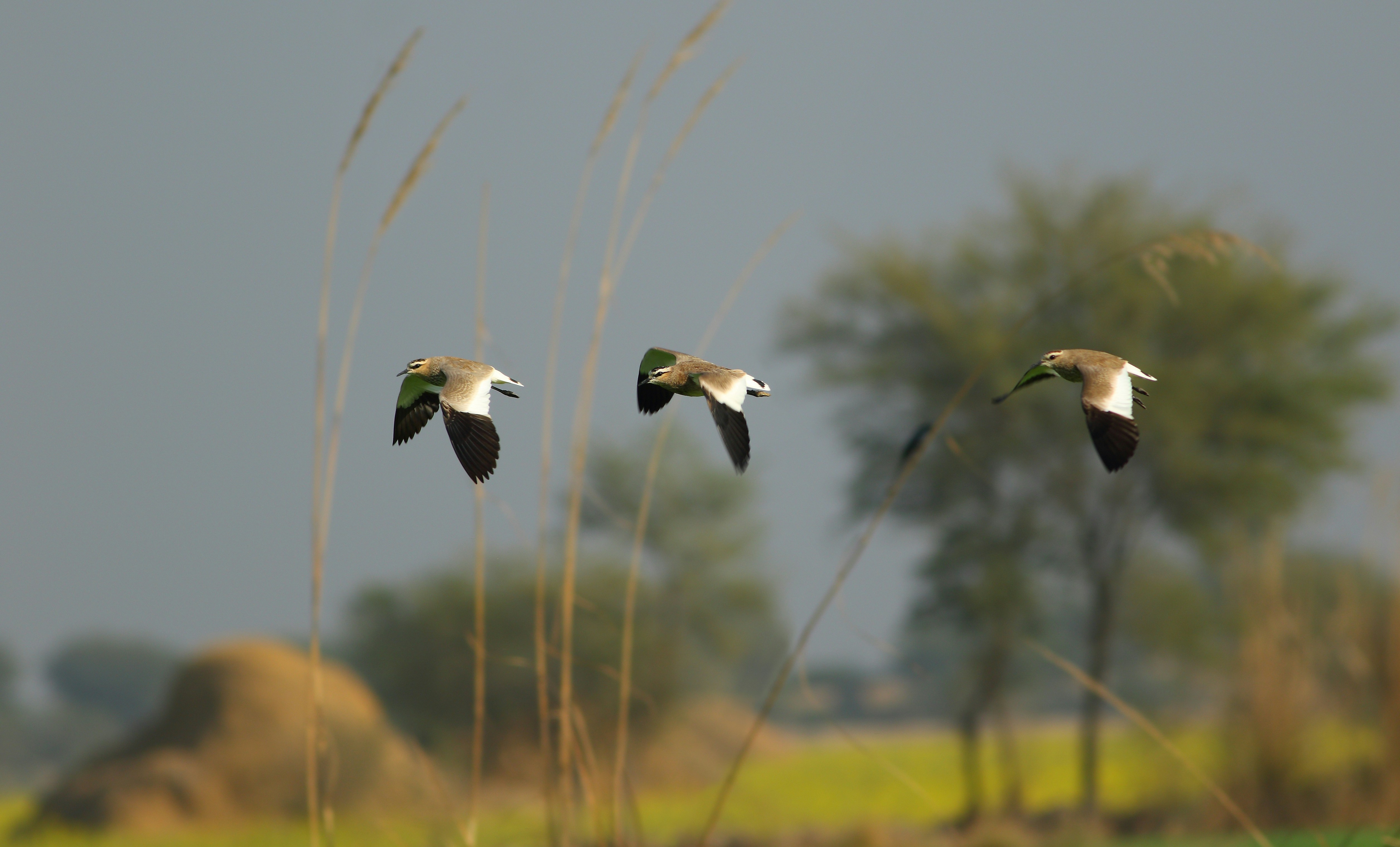 Photo by adeel1gujar2326