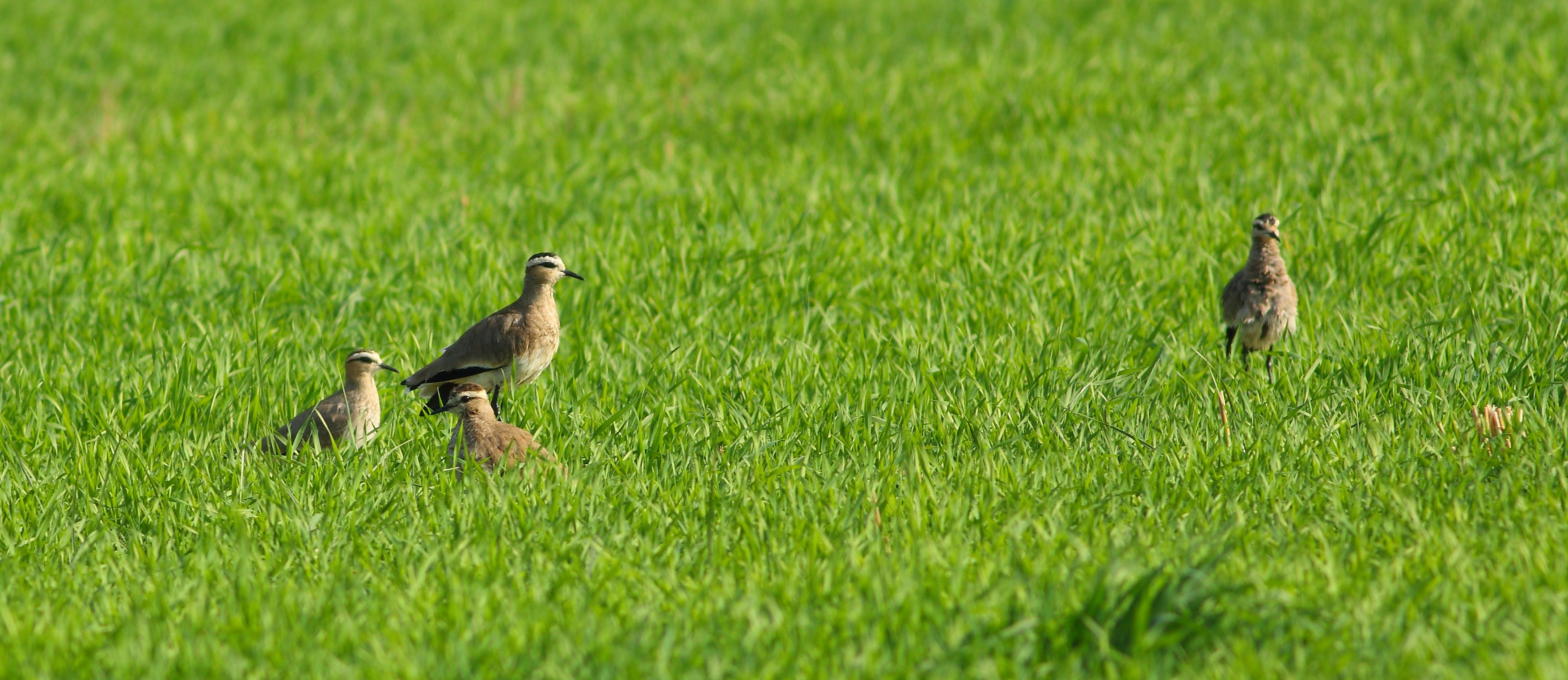 Photo by adeel1gujar2326