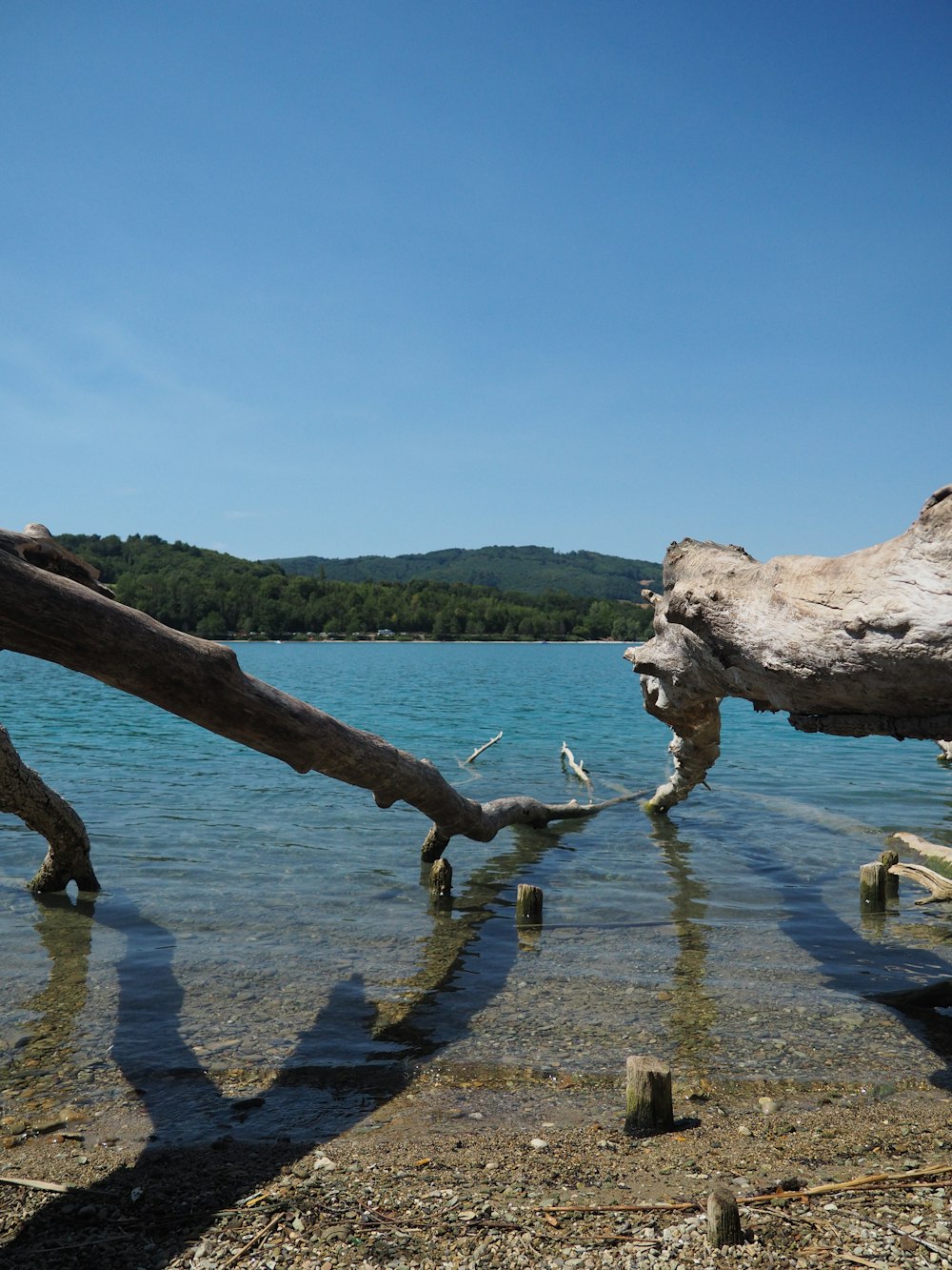 a group of logs in a body of water