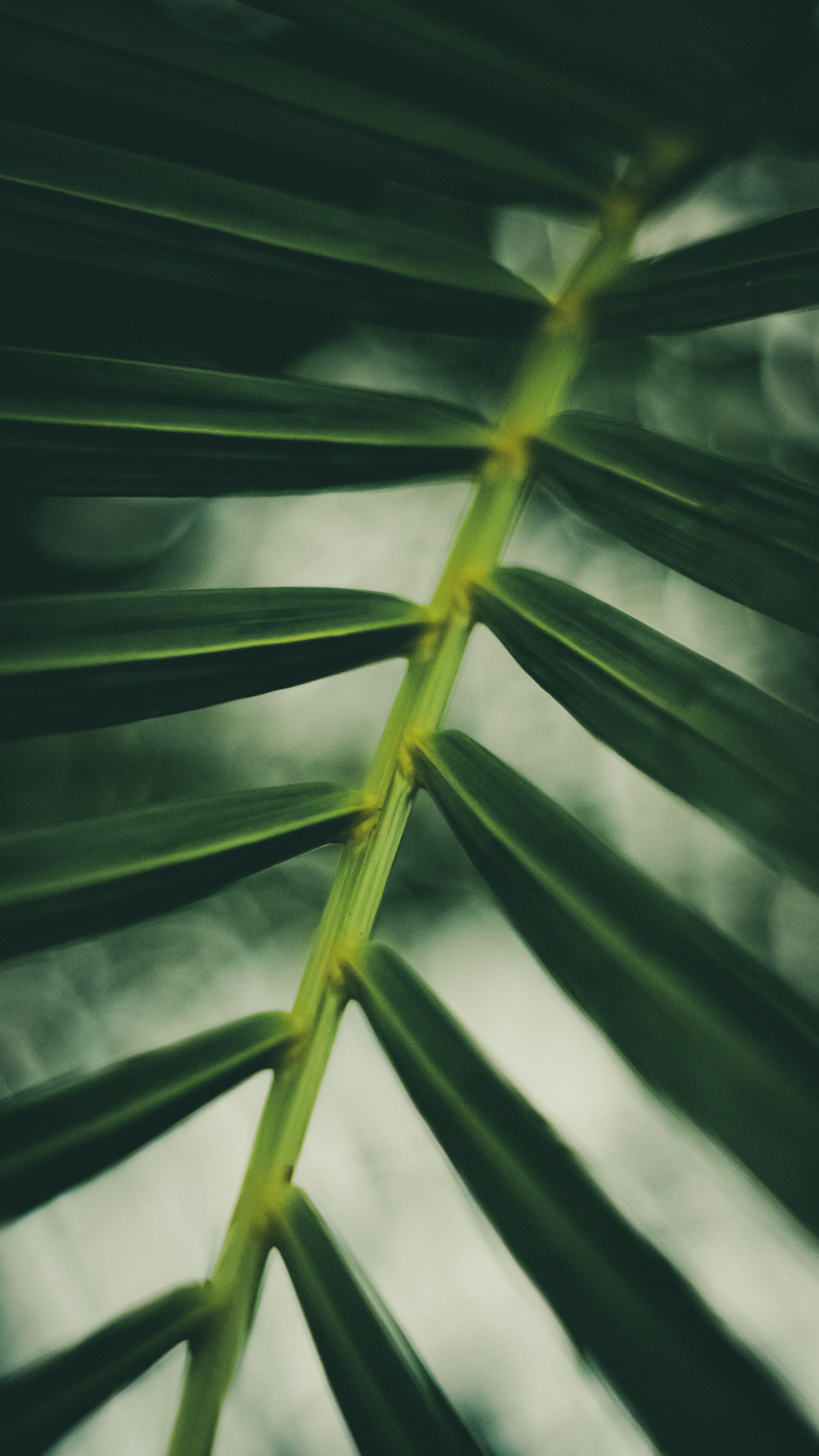 a close up of a plant