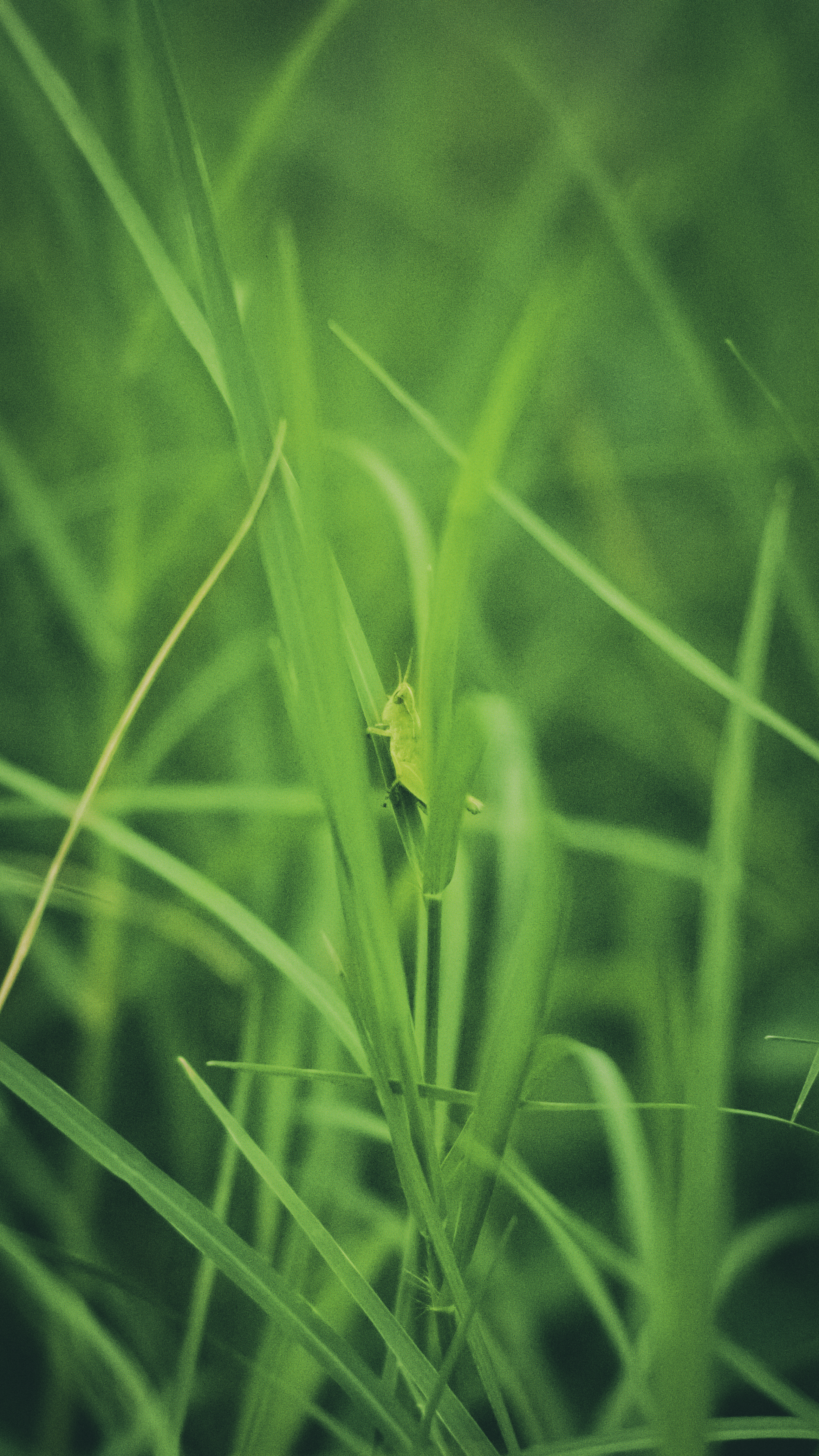 Photo by saintatelier